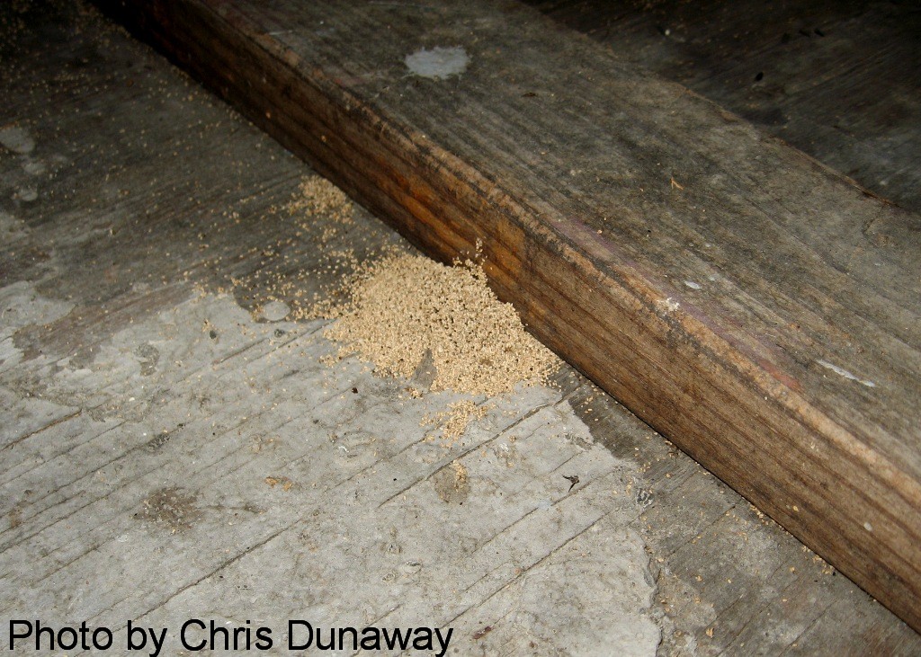 Drywood Termites