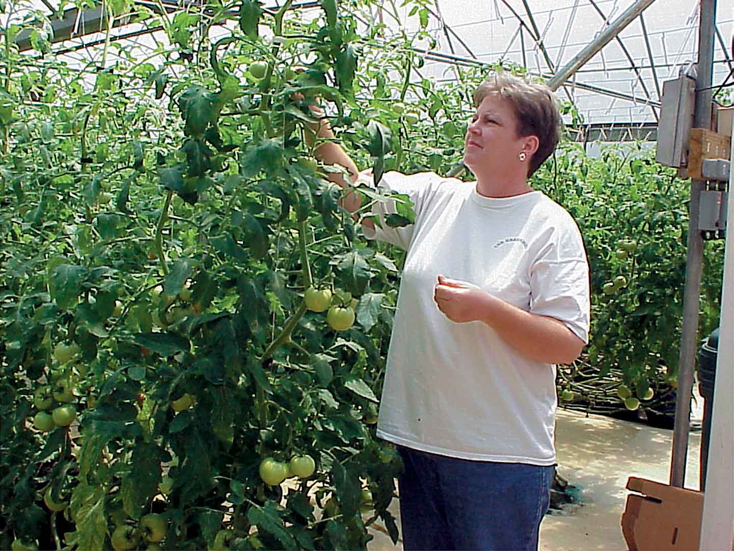 Growing Greenhouse Tomatoes Can Be Profitable