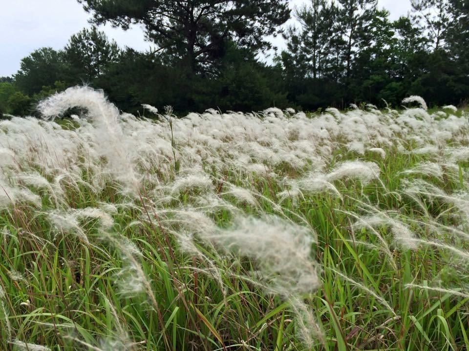 Workshops announced on fighting cogongrass in Florida Parishes 