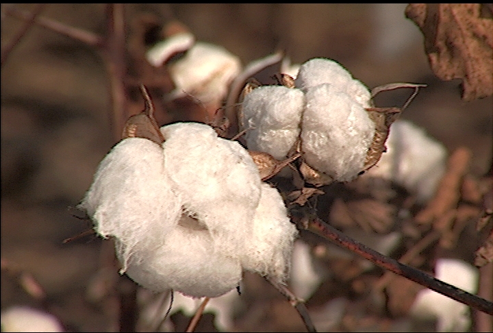 Dry weather slows cotton planting