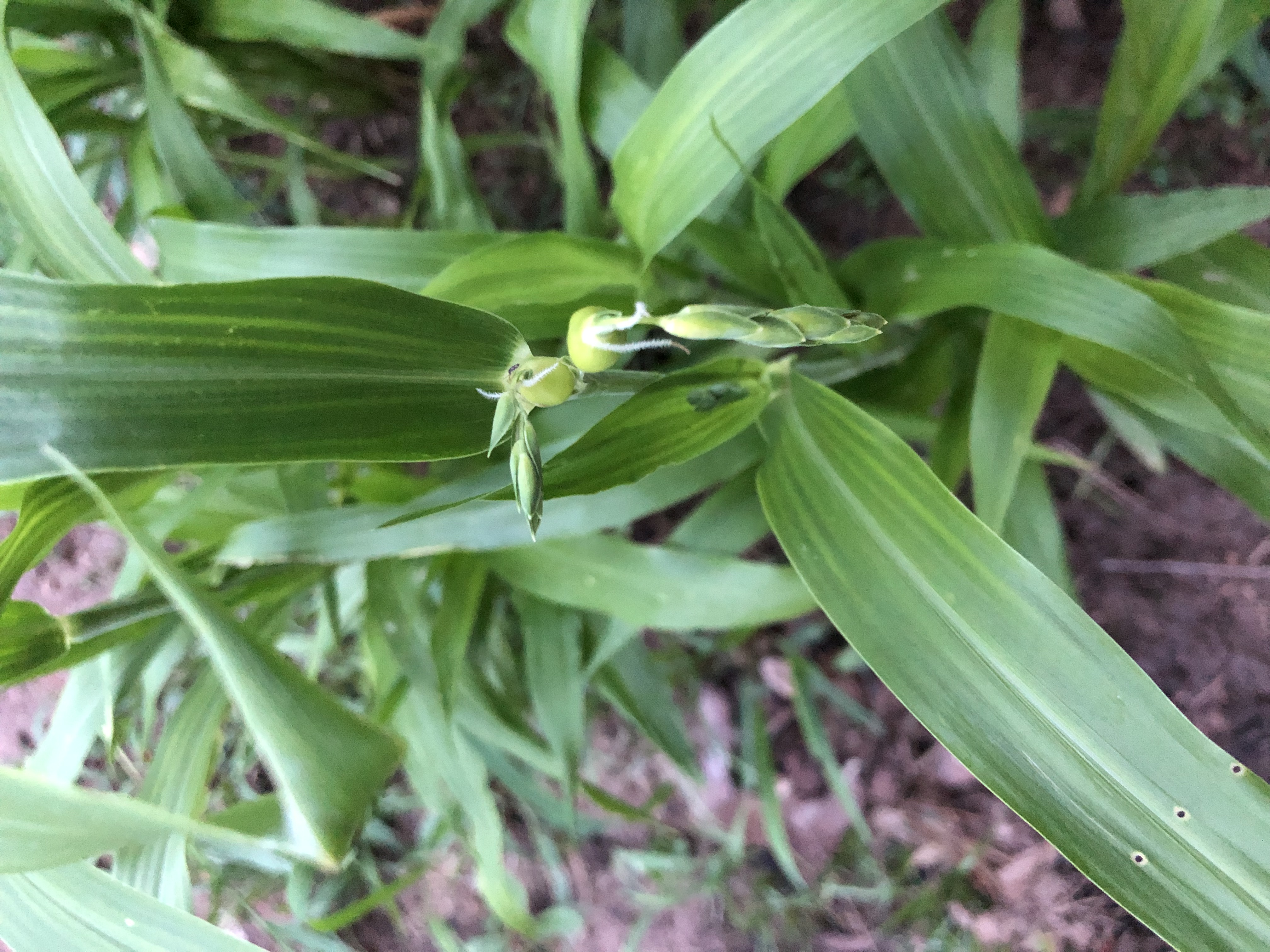 Job's tears plant.