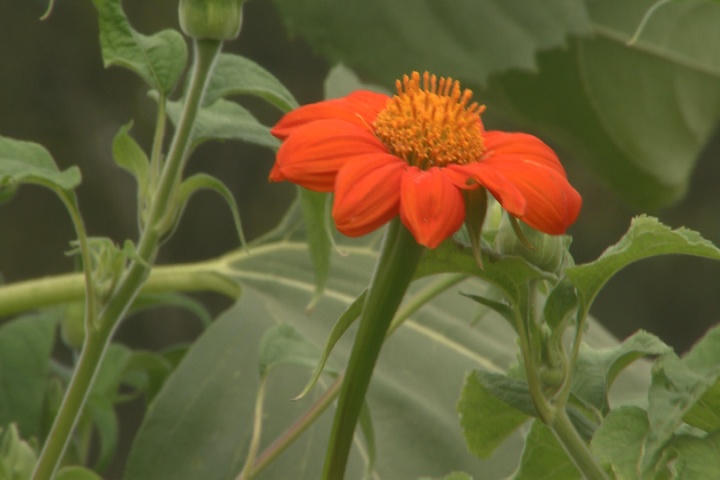 Mexican sunflower stands tall with fall color