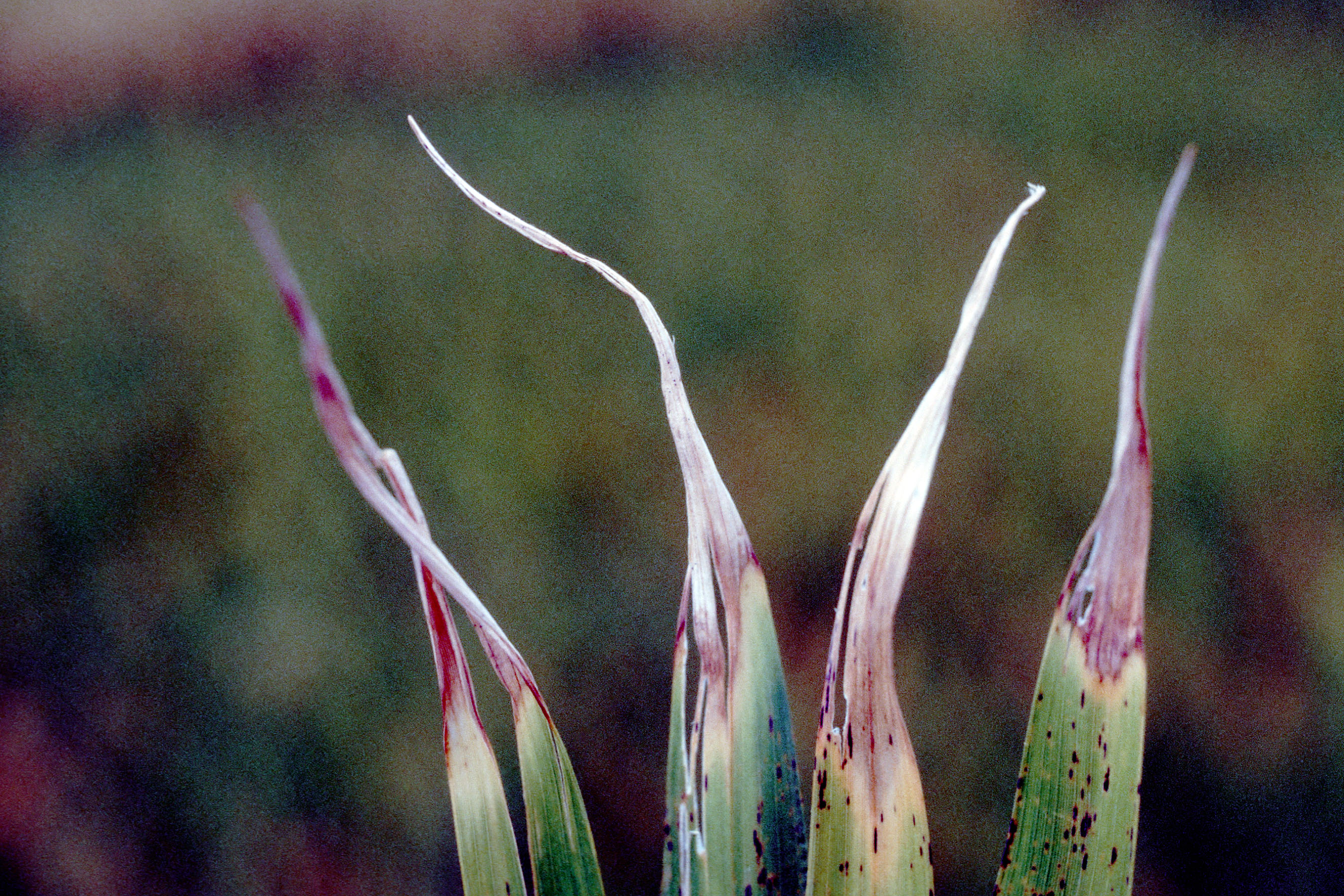 Later Symptoms Caused By the White Tip Nematode