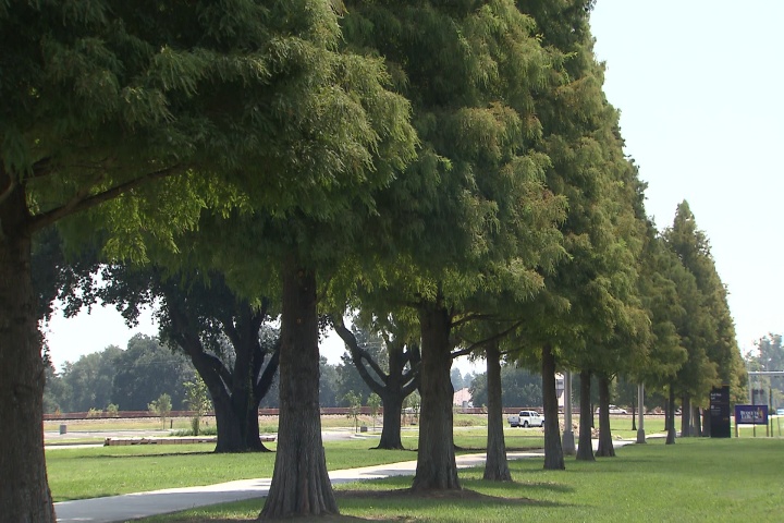Bald cypress trees in Louisiana landscapes