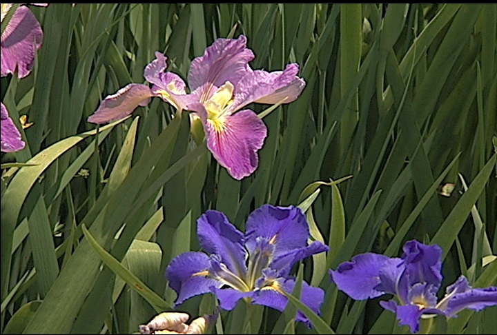 Great time to plant Louisiana Irises