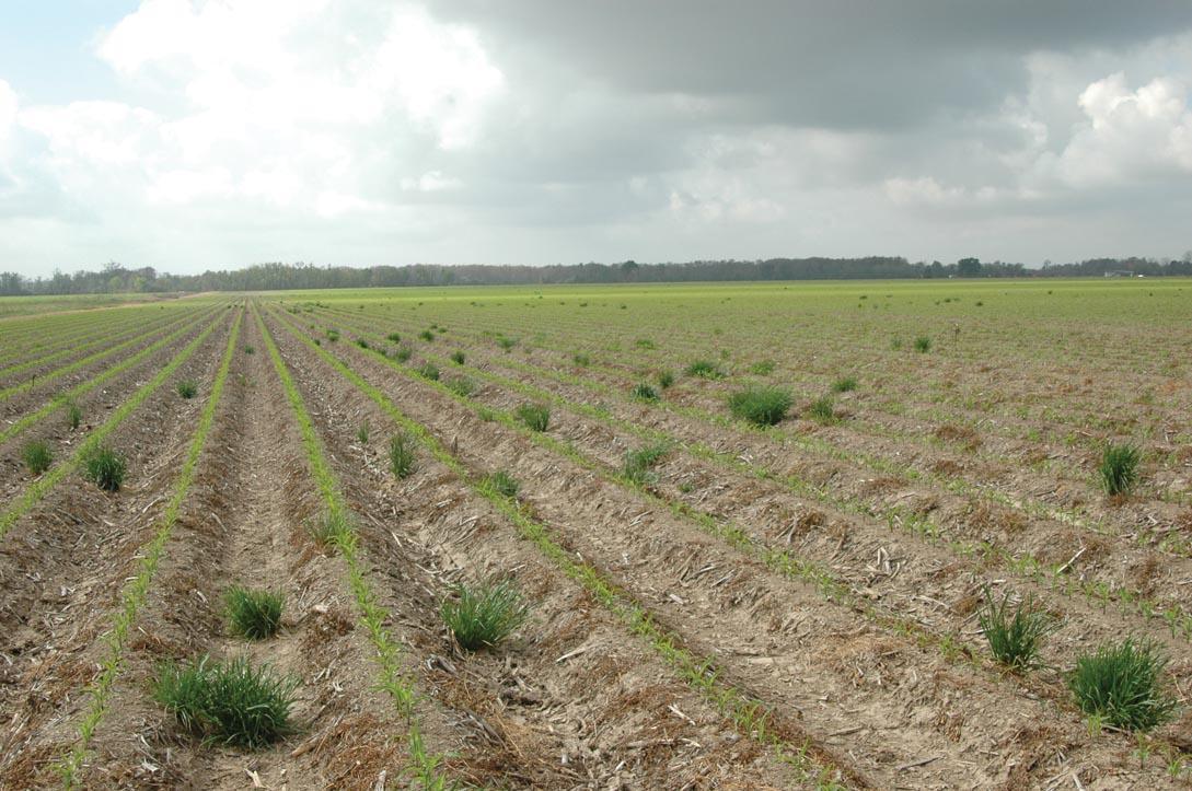 Ryegrass management in Louisiana