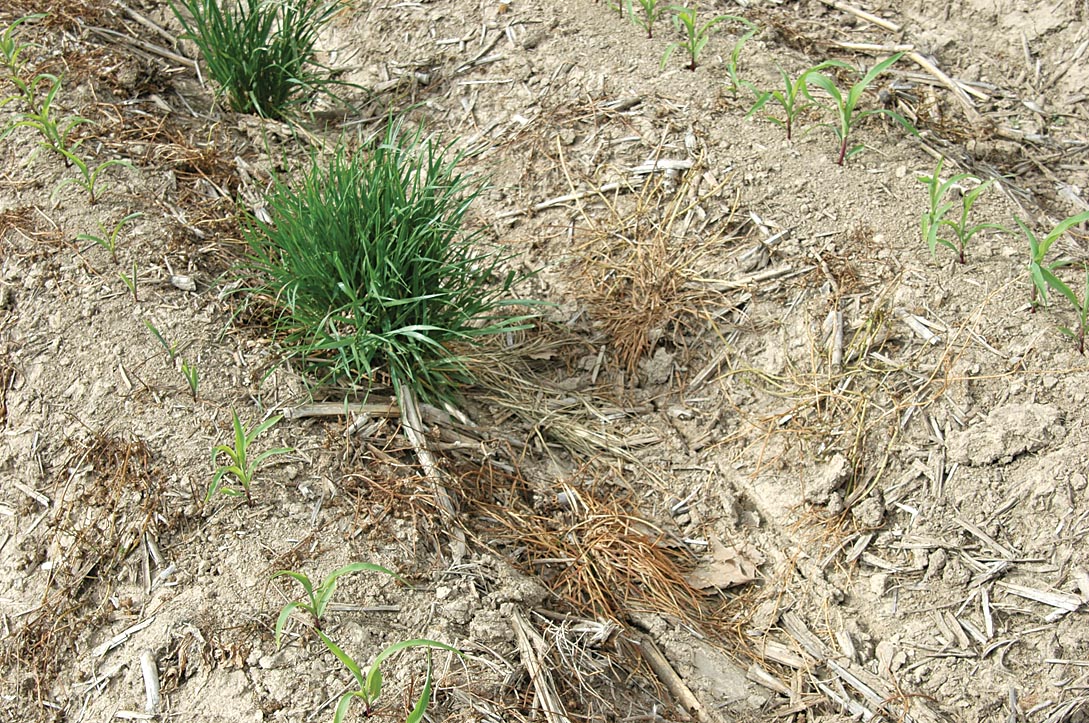 rye grass