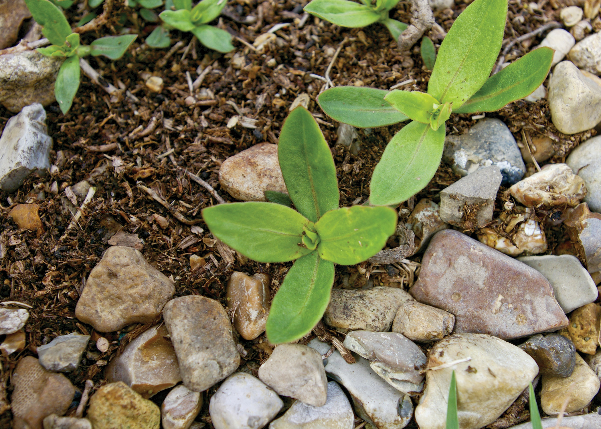 seedling-buttonweed.jpg thumbnail