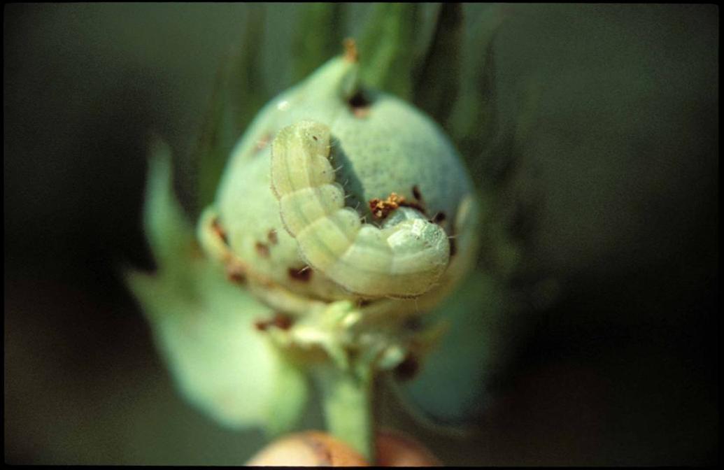 insect & disease control
