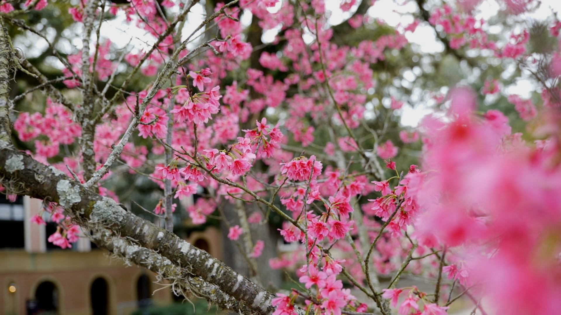 Get It Growing: Taiwan cherry is a landscape showstopper