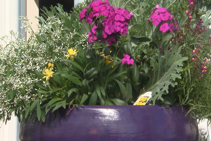 Use combination container plants for patios and porches