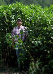 Cotton PGR Management Just Around the Corner