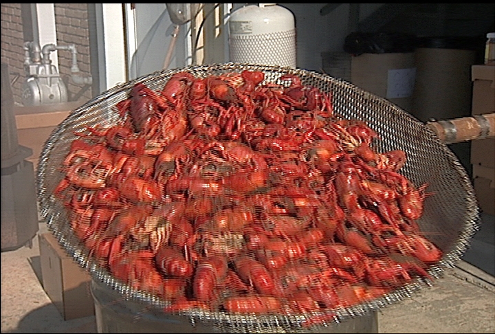Smaller crawfish harvest expected this year