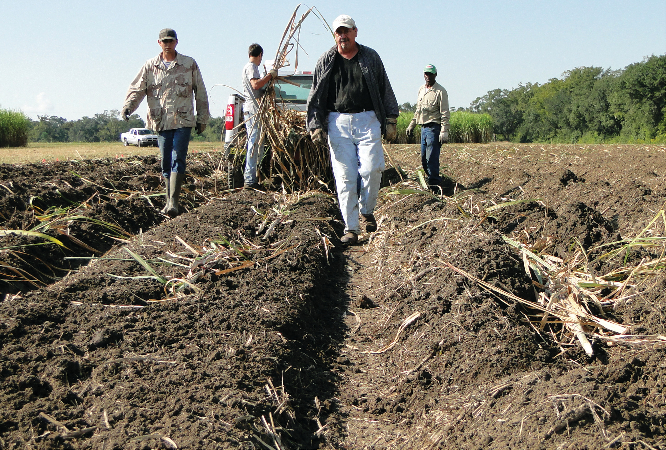 Research leads to lower recommended nitrogen fertilizer rates for Louisiana sugarcane