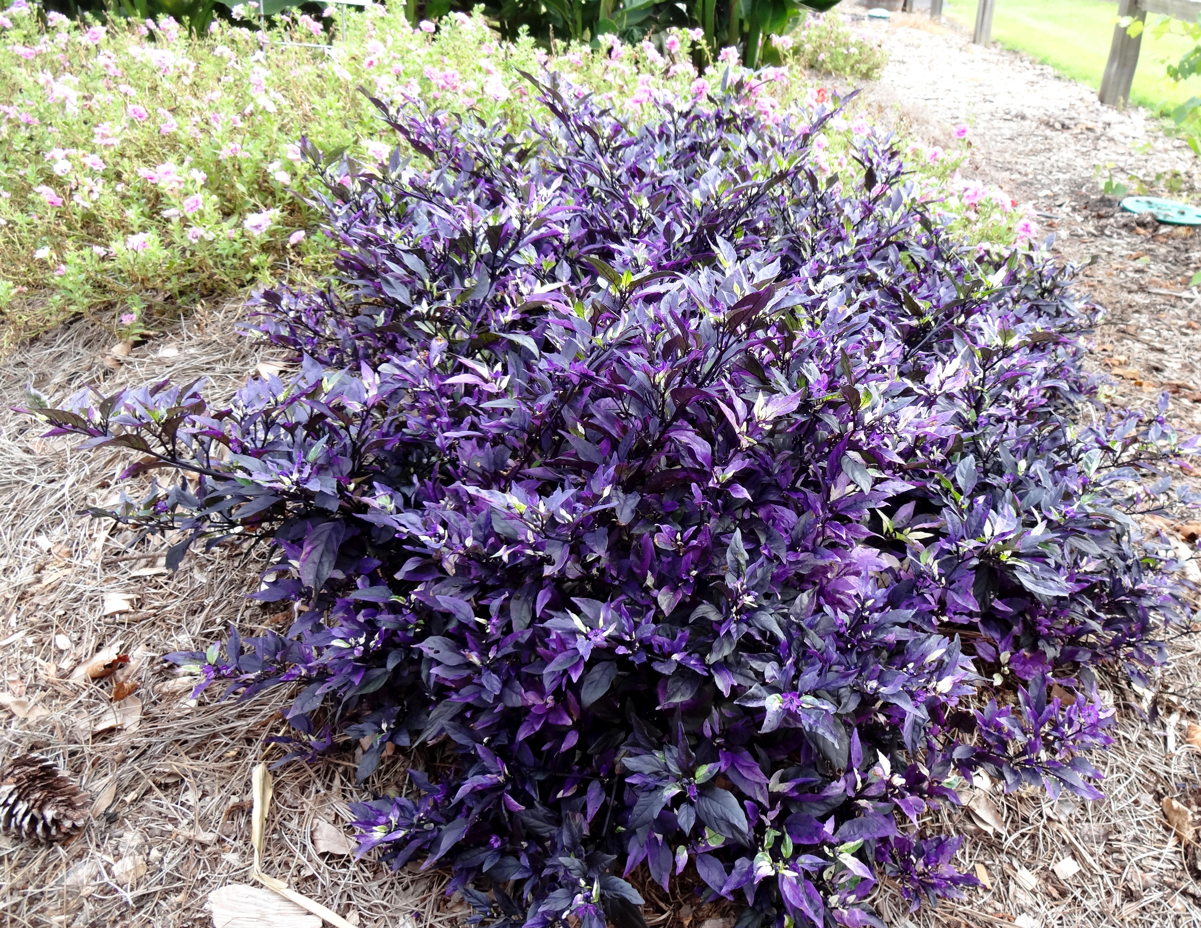 Ornamental peppers add color to fall landscapes