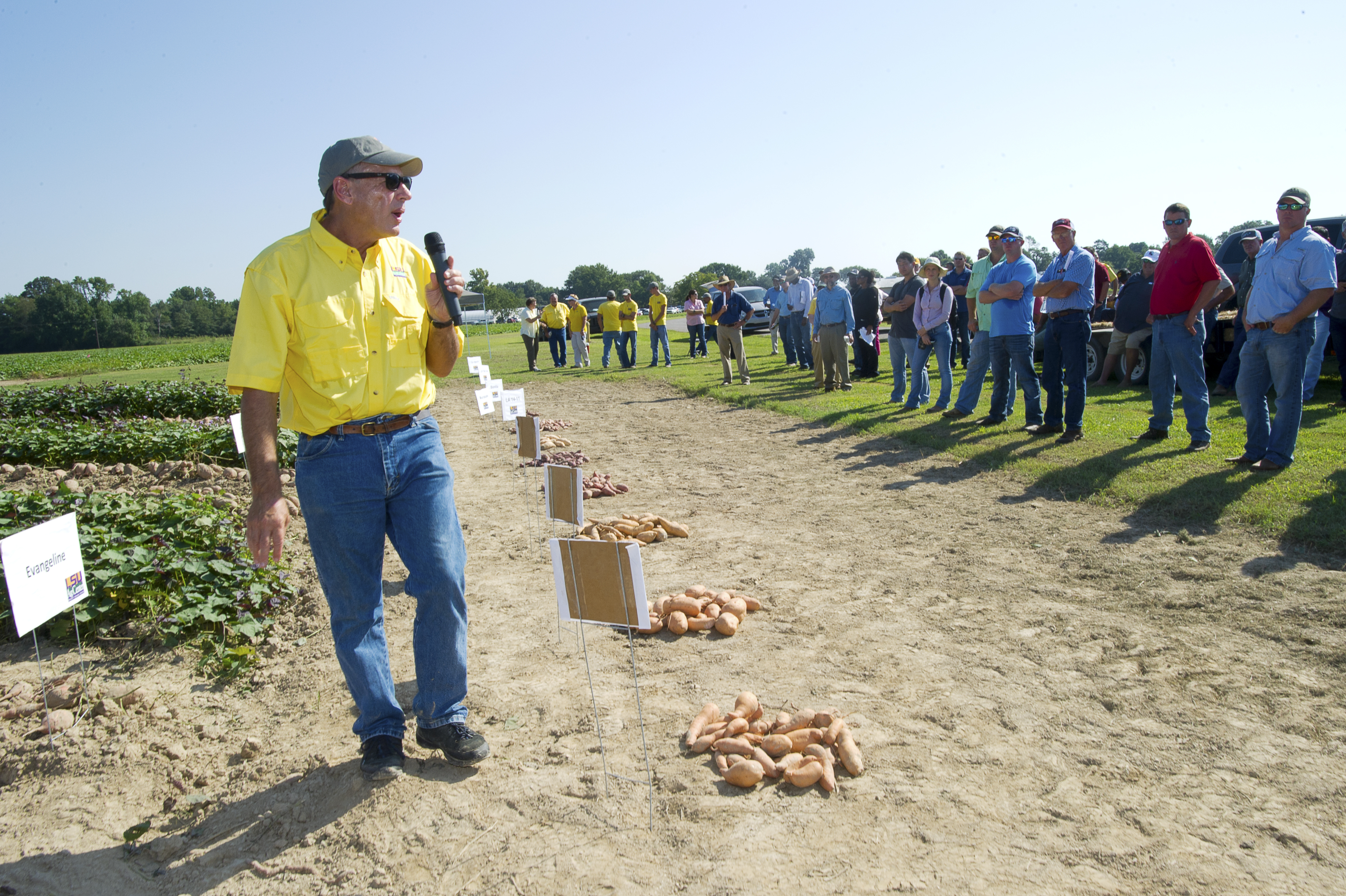 Sweet potato farmers get updates at AgCenter field day