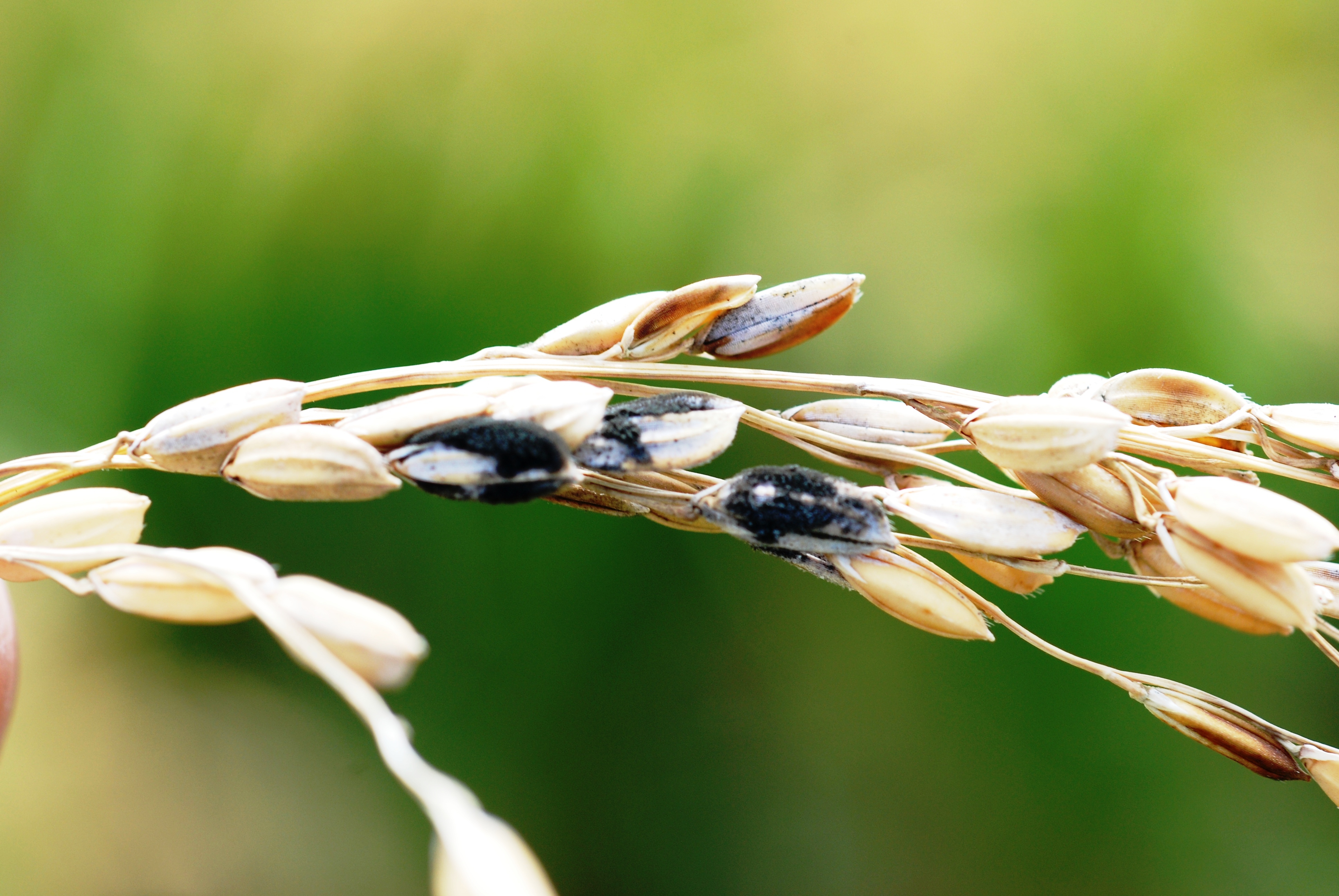 Infected Rice Grain