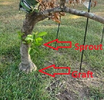 Roots, Shoots, Fruits & Flowers: Satsuma Sprout, Pollinator Gardening, and Overheated Vegetables