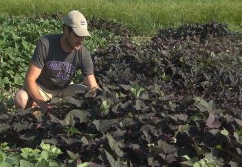 Horticulture student attempts to enhance plants