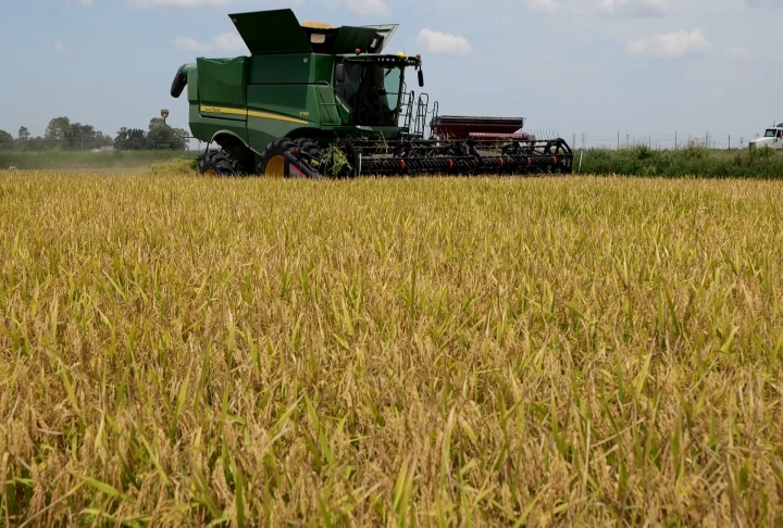 Hot, dry weather allowing rice farmers to make quick work of this year's harvest