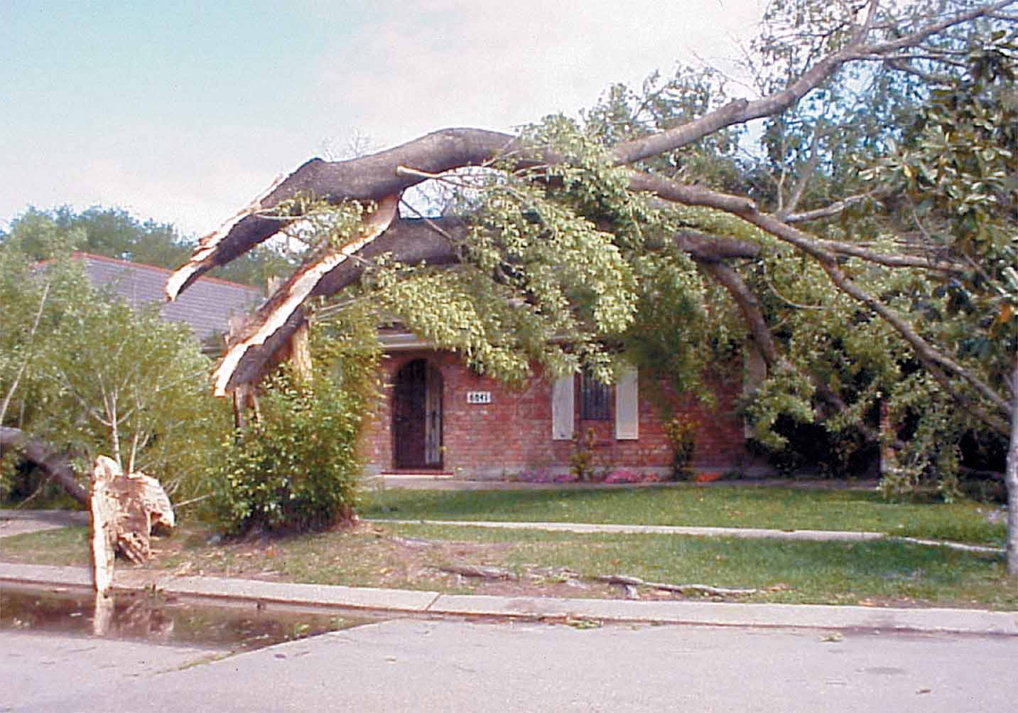 Downed Tree