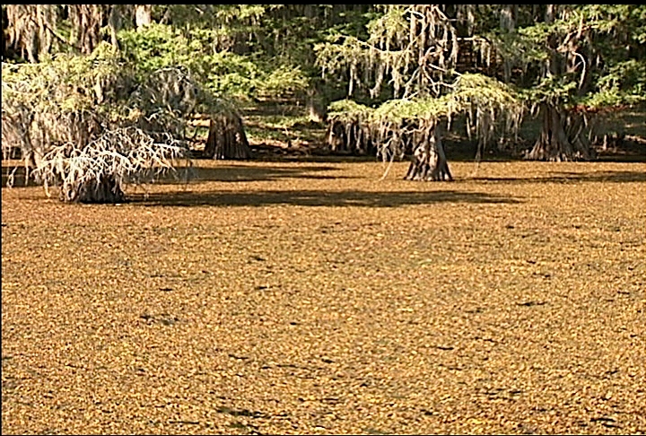 Aquatic weed affecting ecology, economy around lake