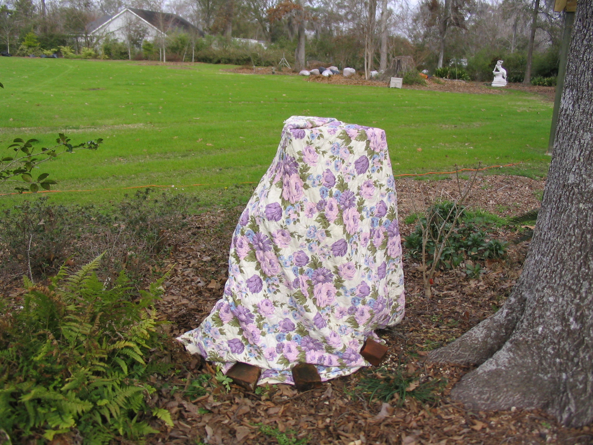 covered plant