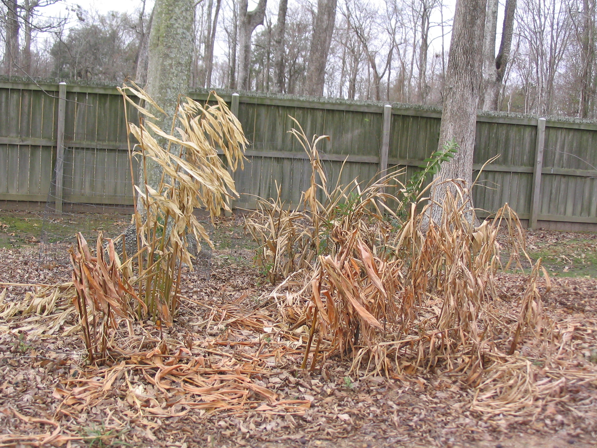 Manage tropicals in the winter landscape