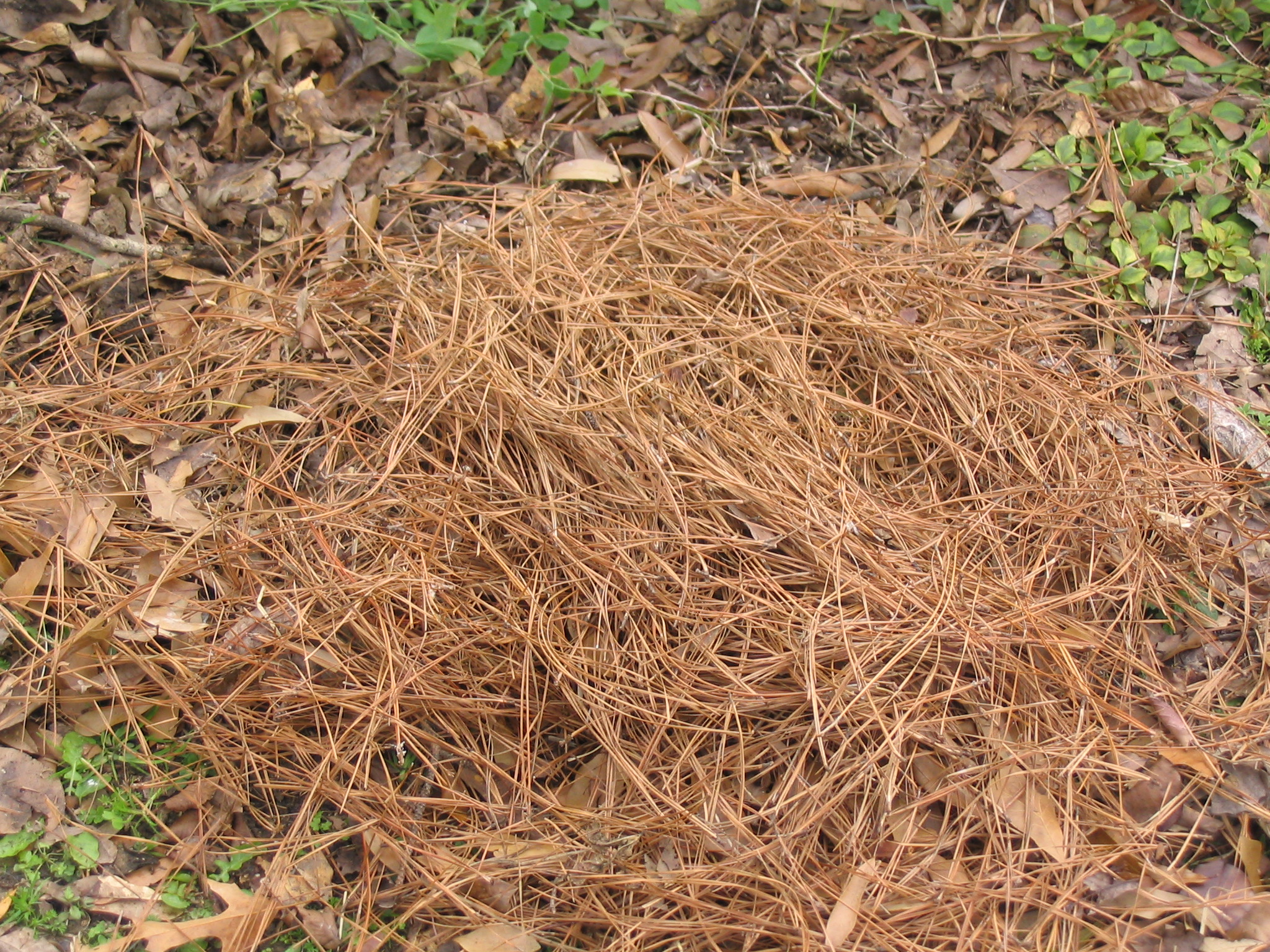 pine straw