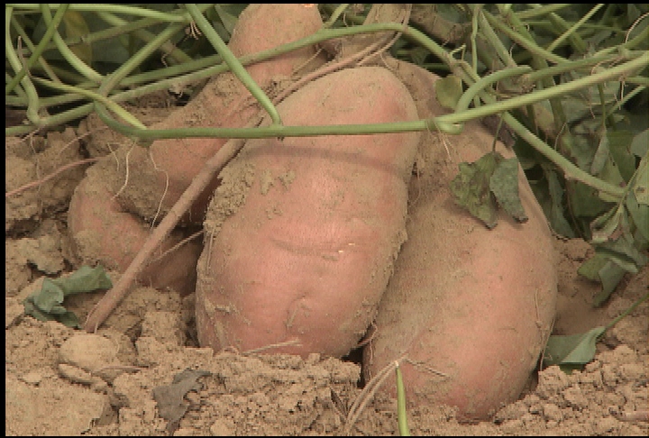 Sweet potato quality is high this harvest