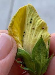 Roots, Shoots, Fruits & Flowers: Feeding Bees, Using Soapy Water, and Treating Bagworms 