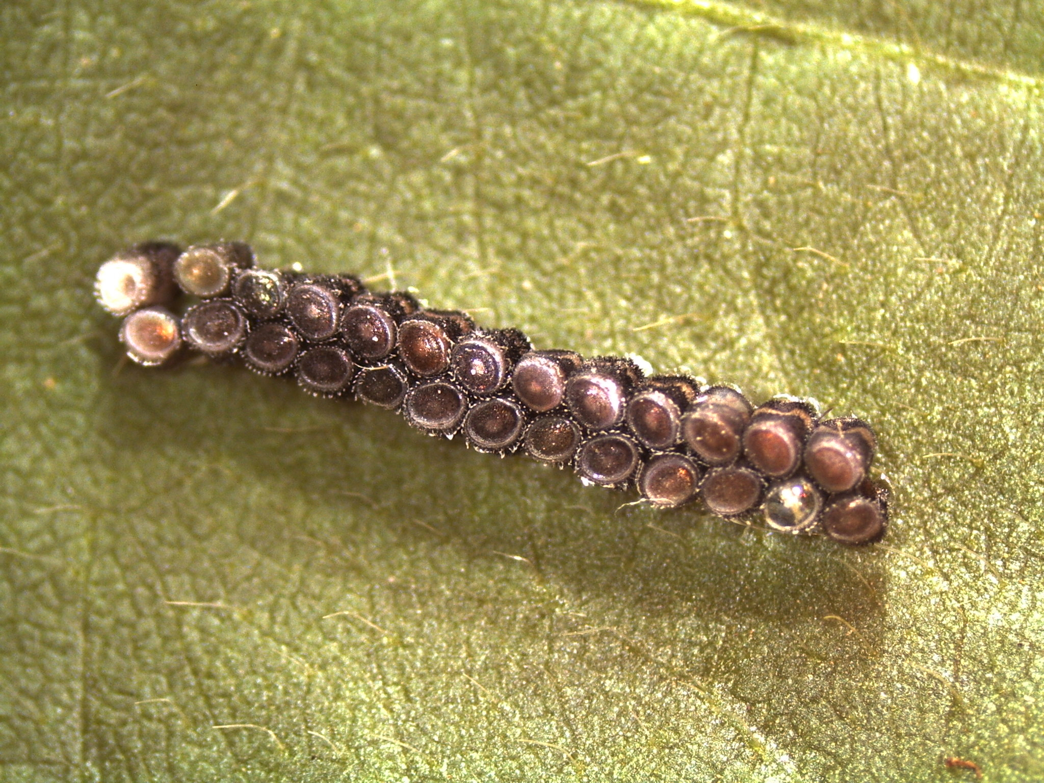 Seasonal Abundance and Occurrence of the Redbanded Stink Bug in Louisiana Soybeans