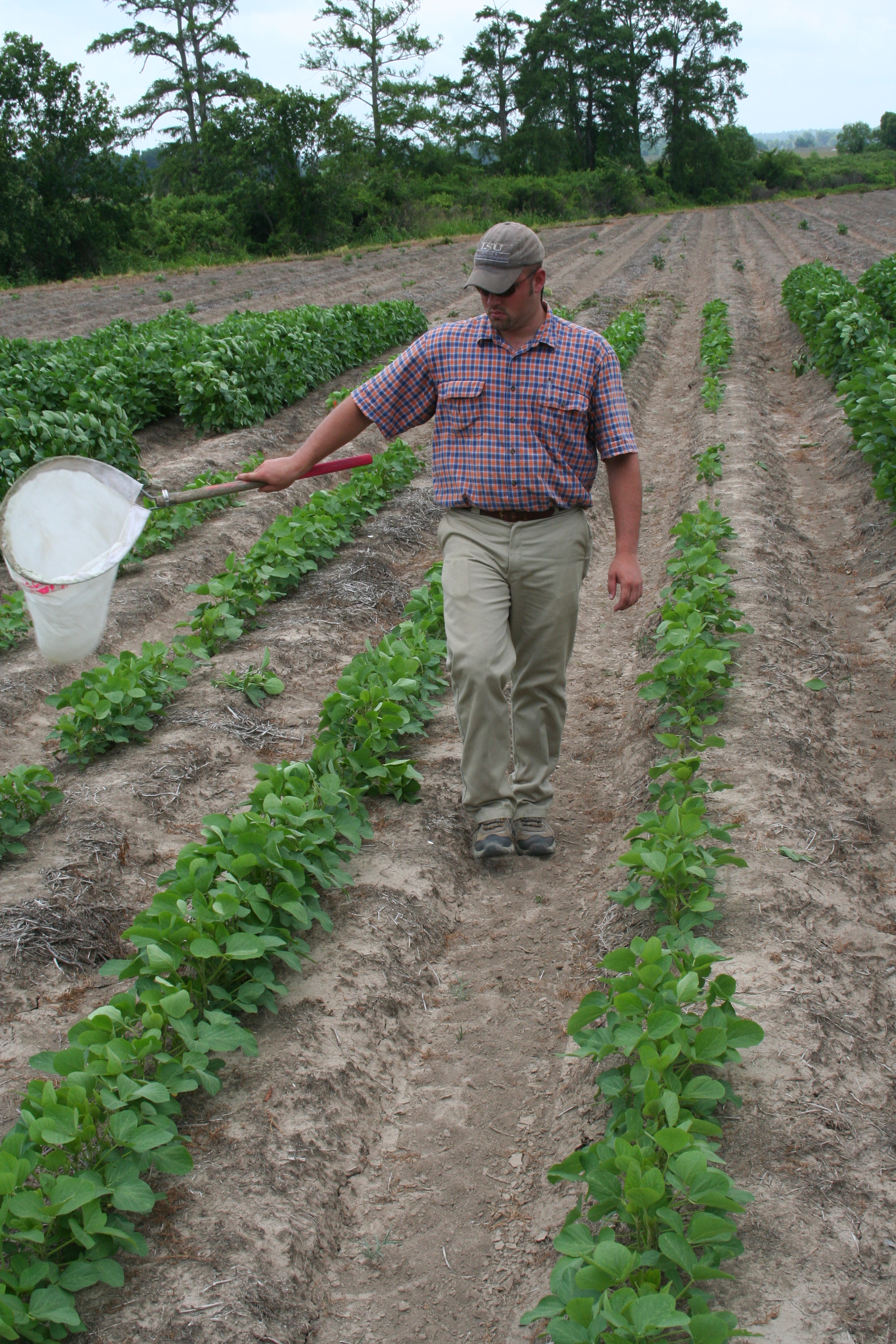 Photo of Kyle Fontenot sampling soybeans