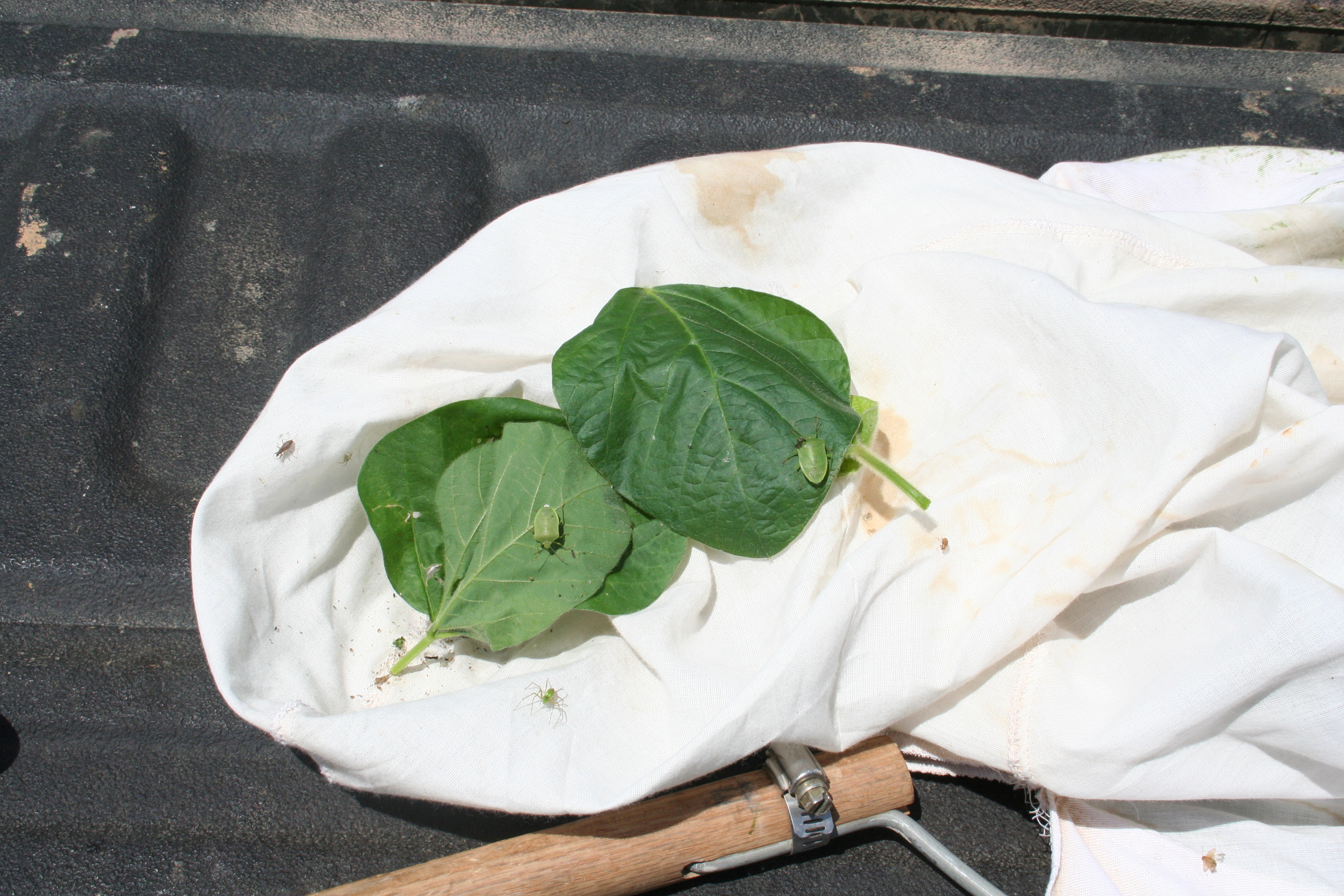 soybean sampled with sweep net.