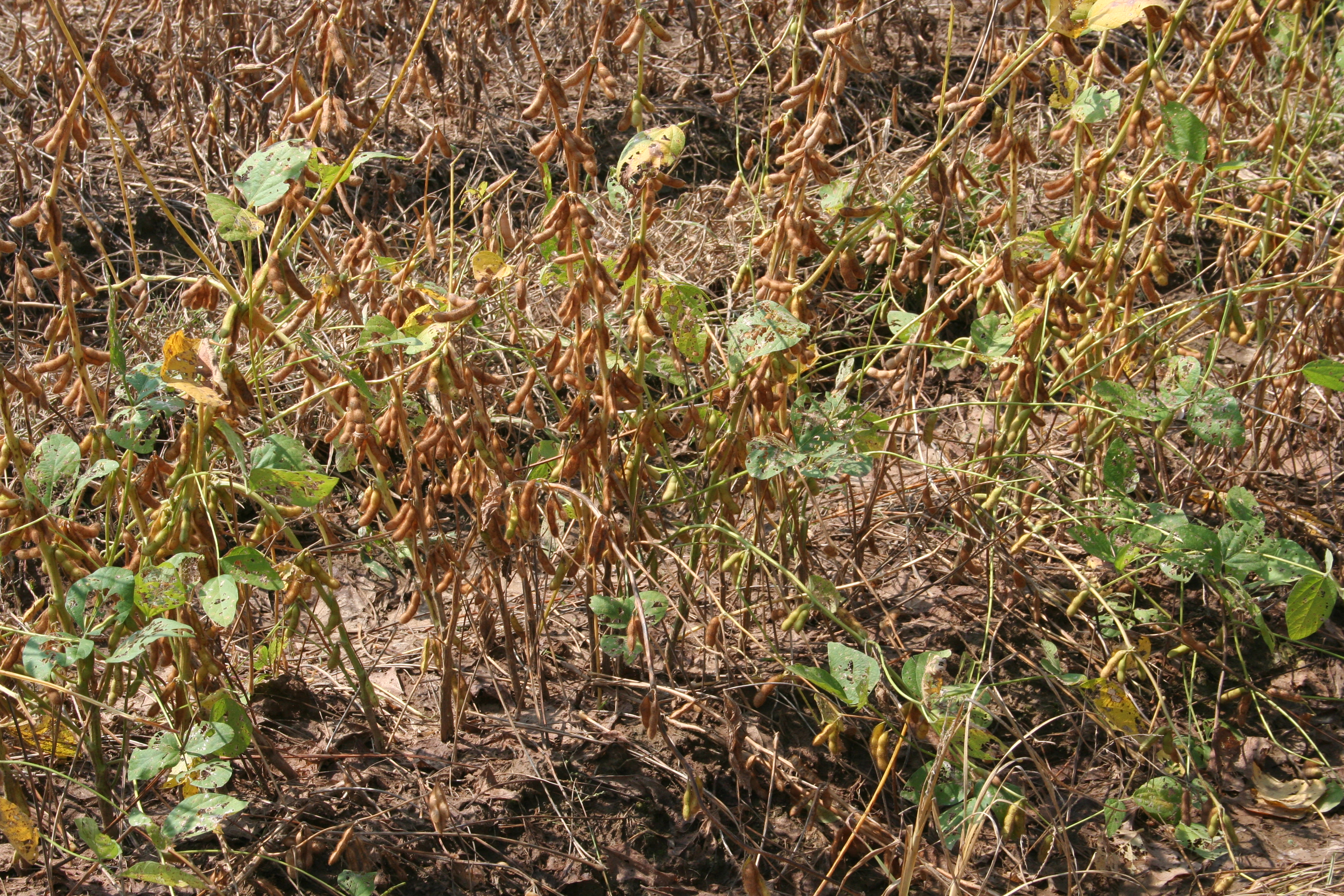 Photo of green bean syndrome