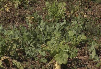 Cover Crops