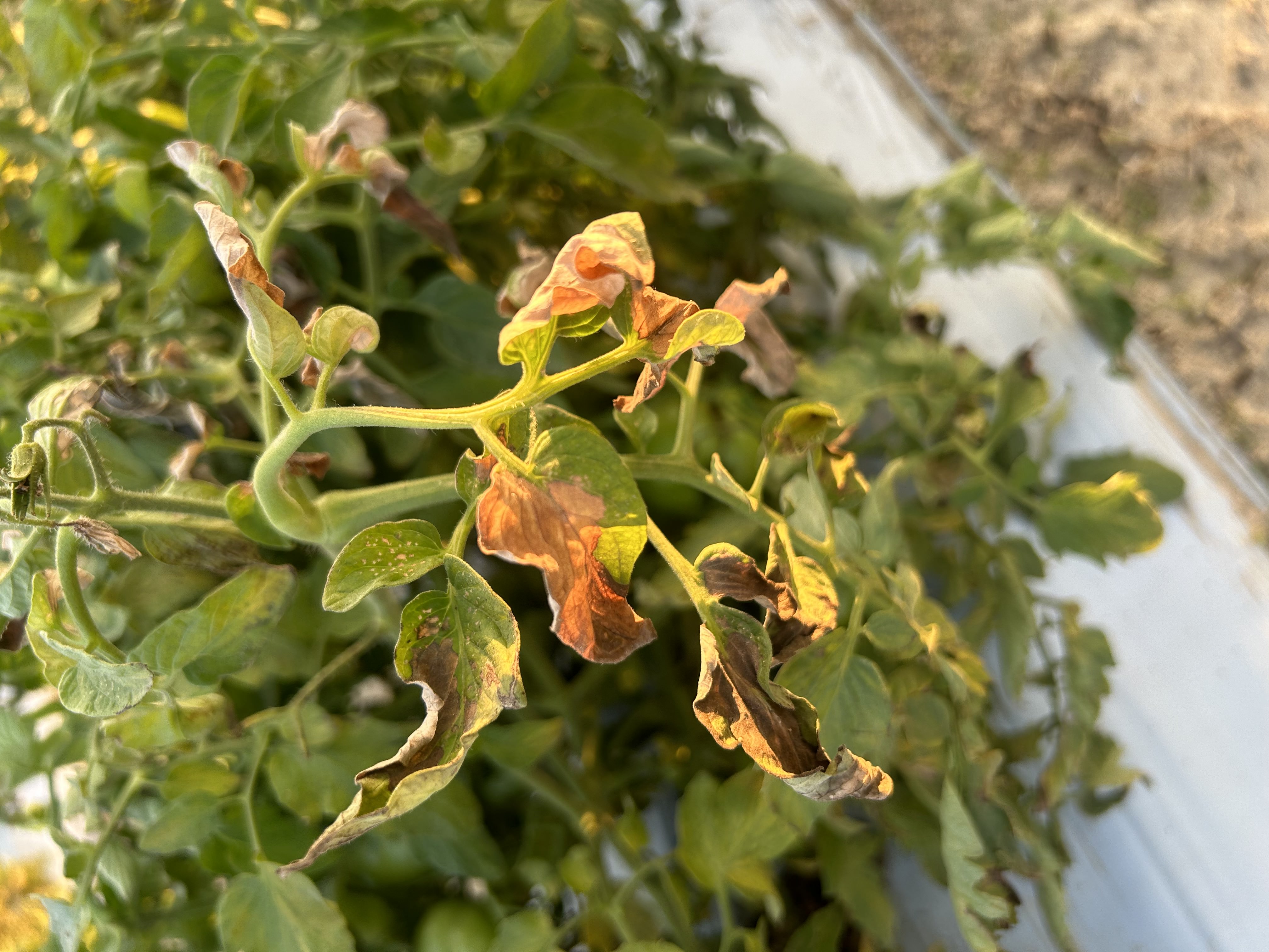 dicamba_2.jpg thumbnail
