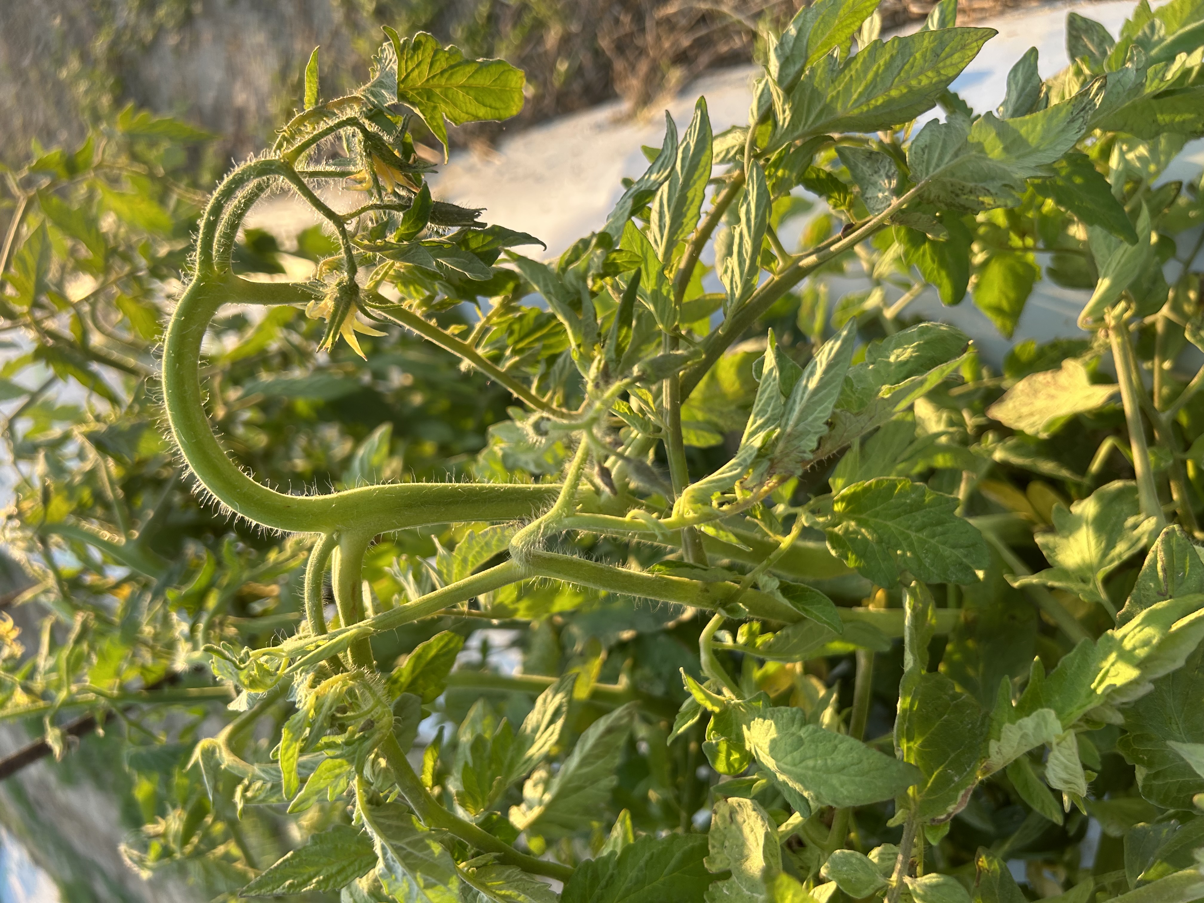 dicamba.jpg thumbnail