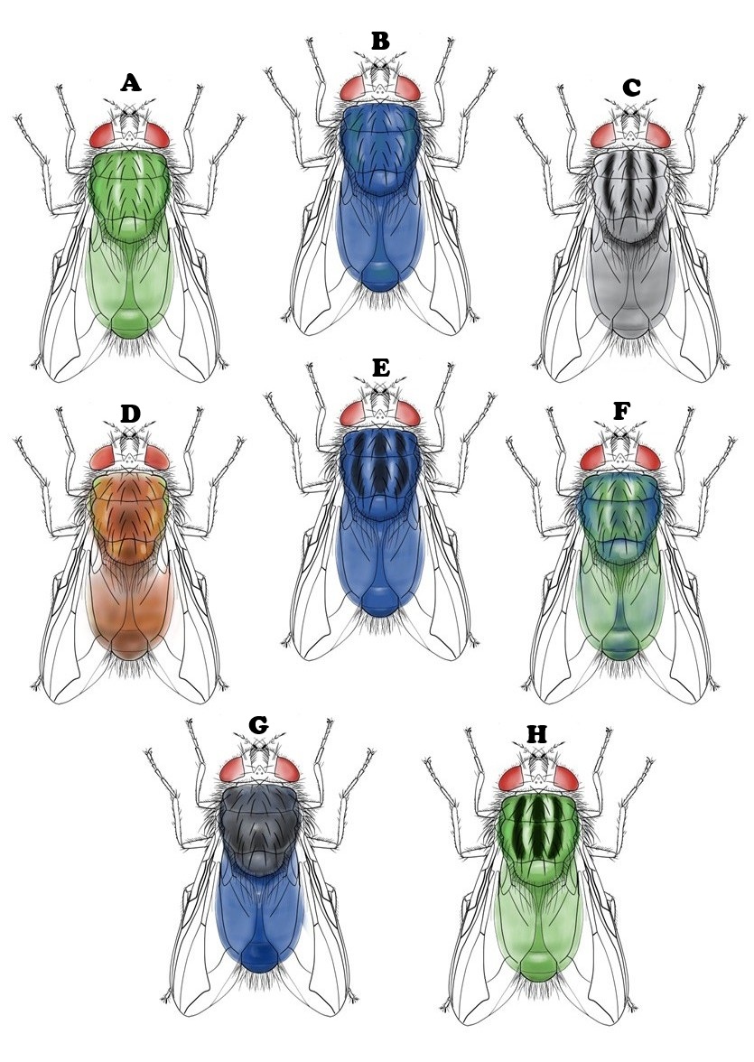 New world Screwworm diagram with types and labels.