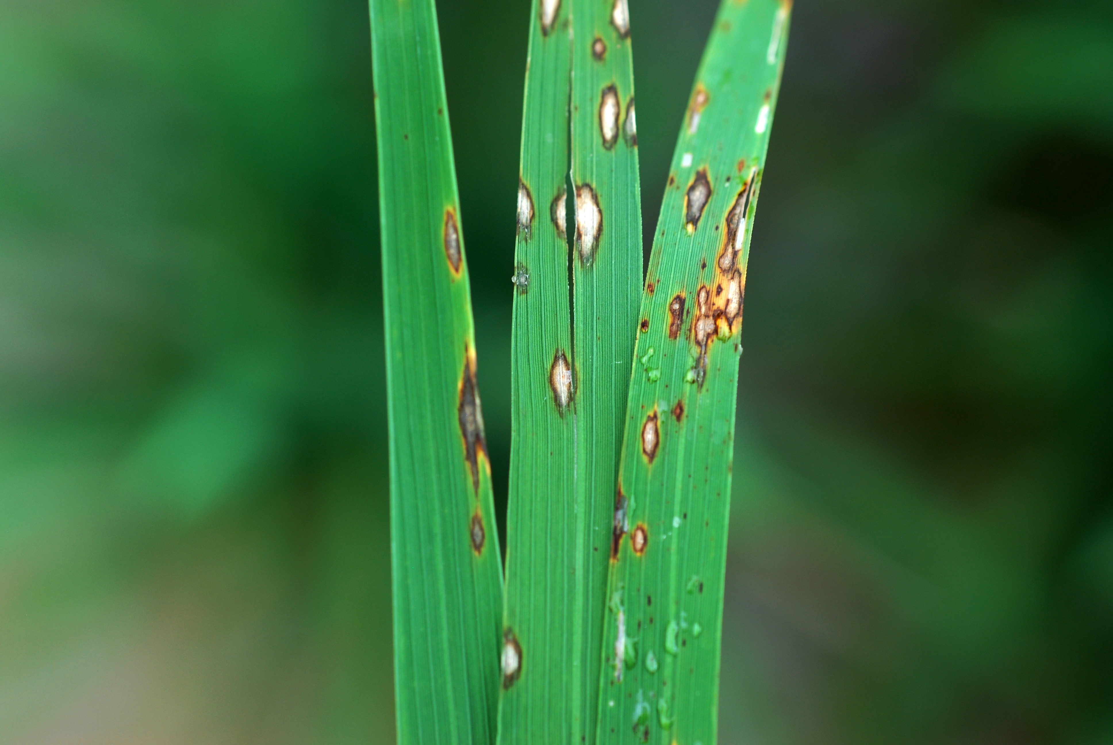 Early Blast Lesion Formation