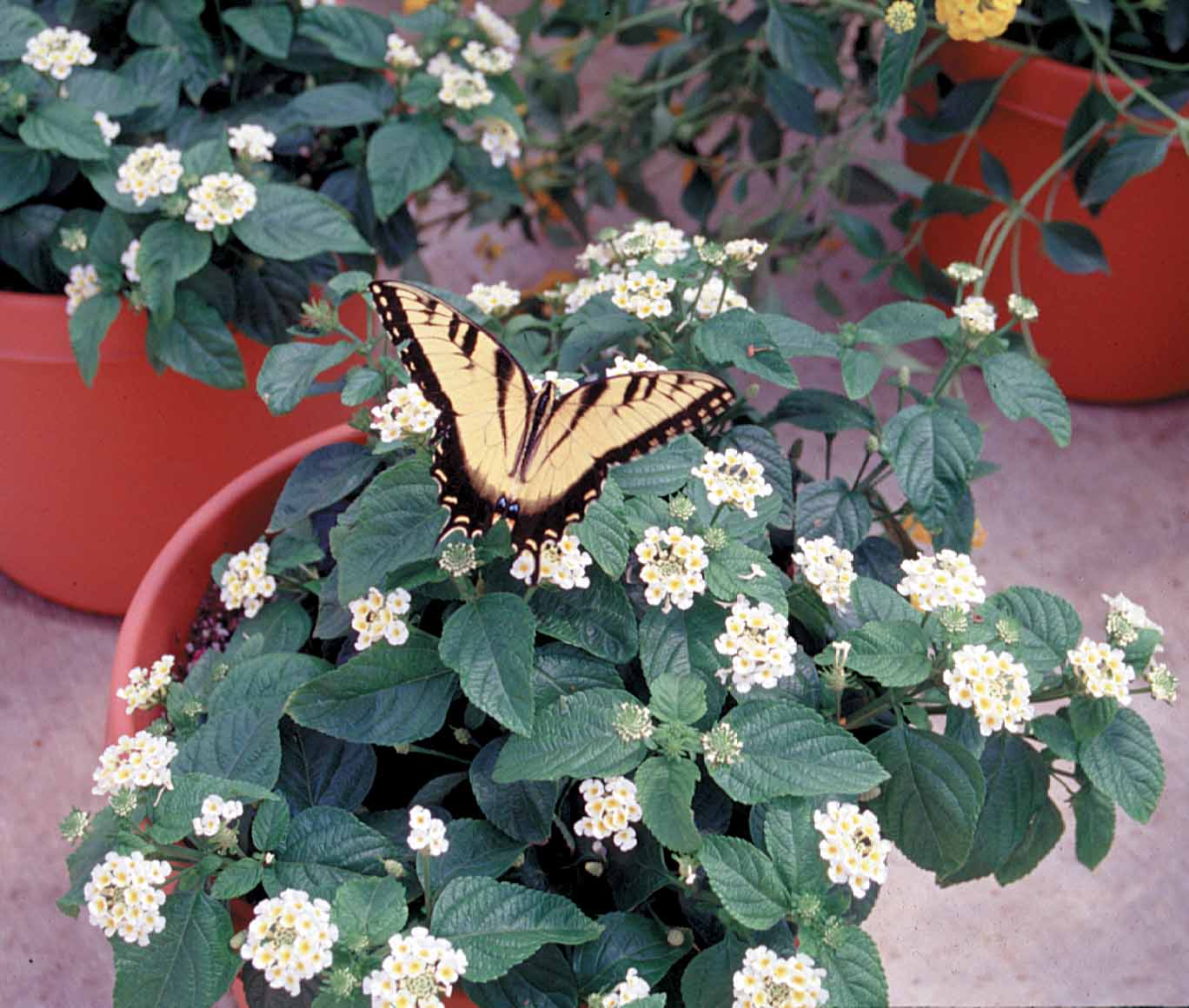 Flowers give old tires a ‘brake’