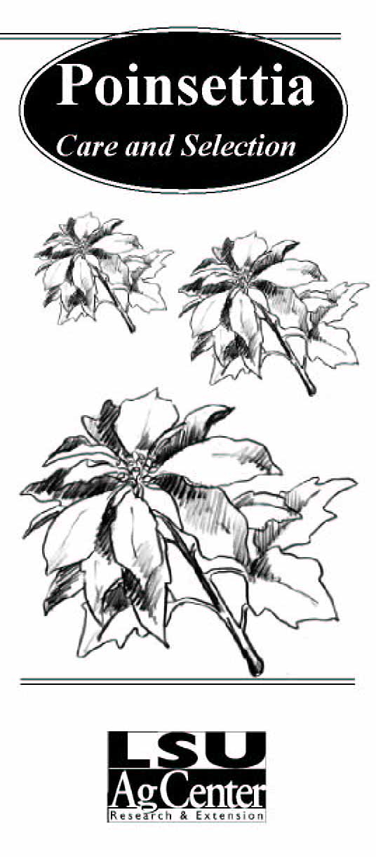 Poinsettia Care and Selection