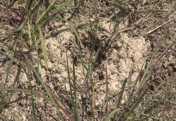 Crawfish farmers manage crop year-round