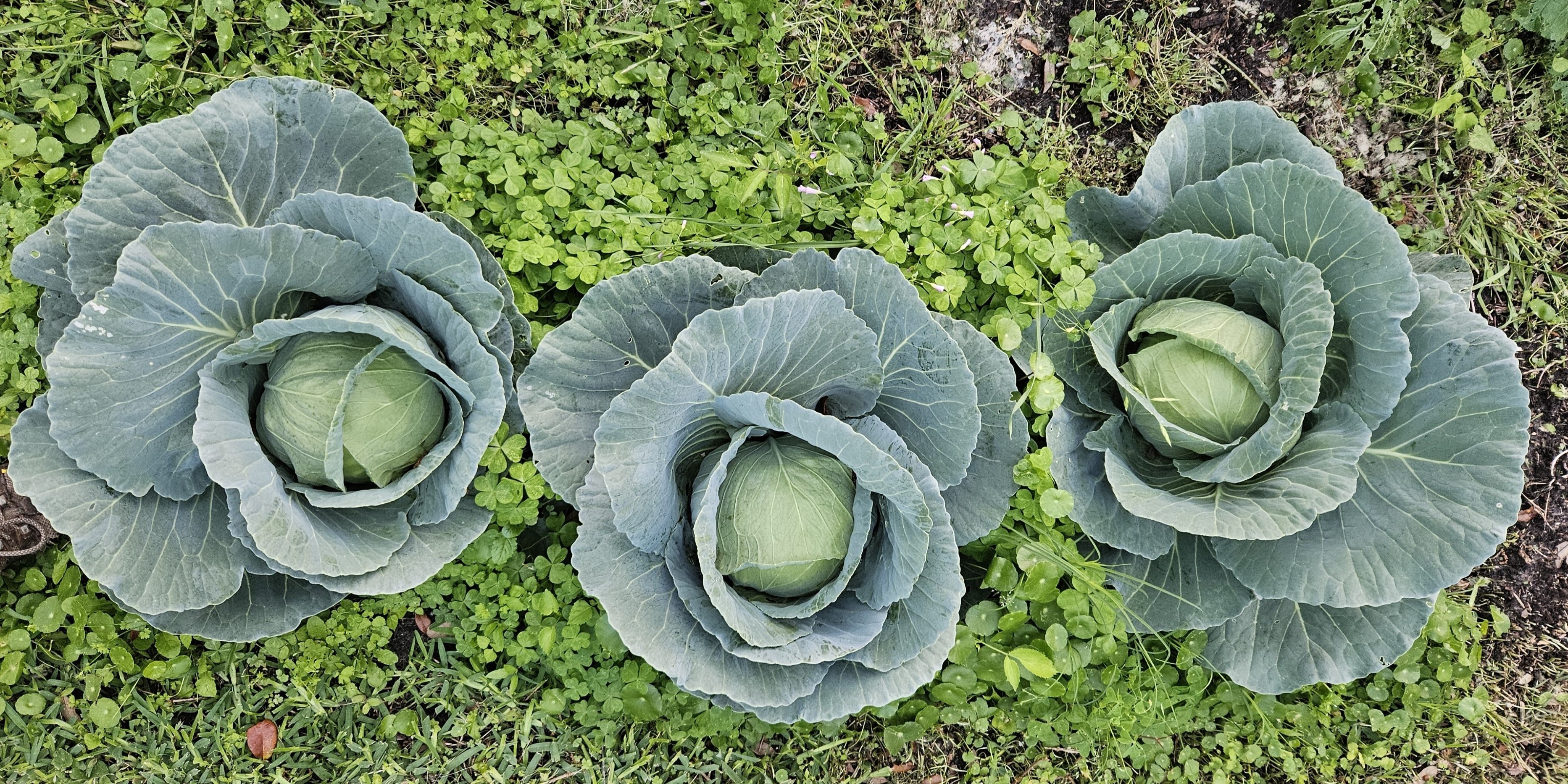 You Don’t Have to Wait for Cold Weather to Plant Some Cool-Season Vegetables