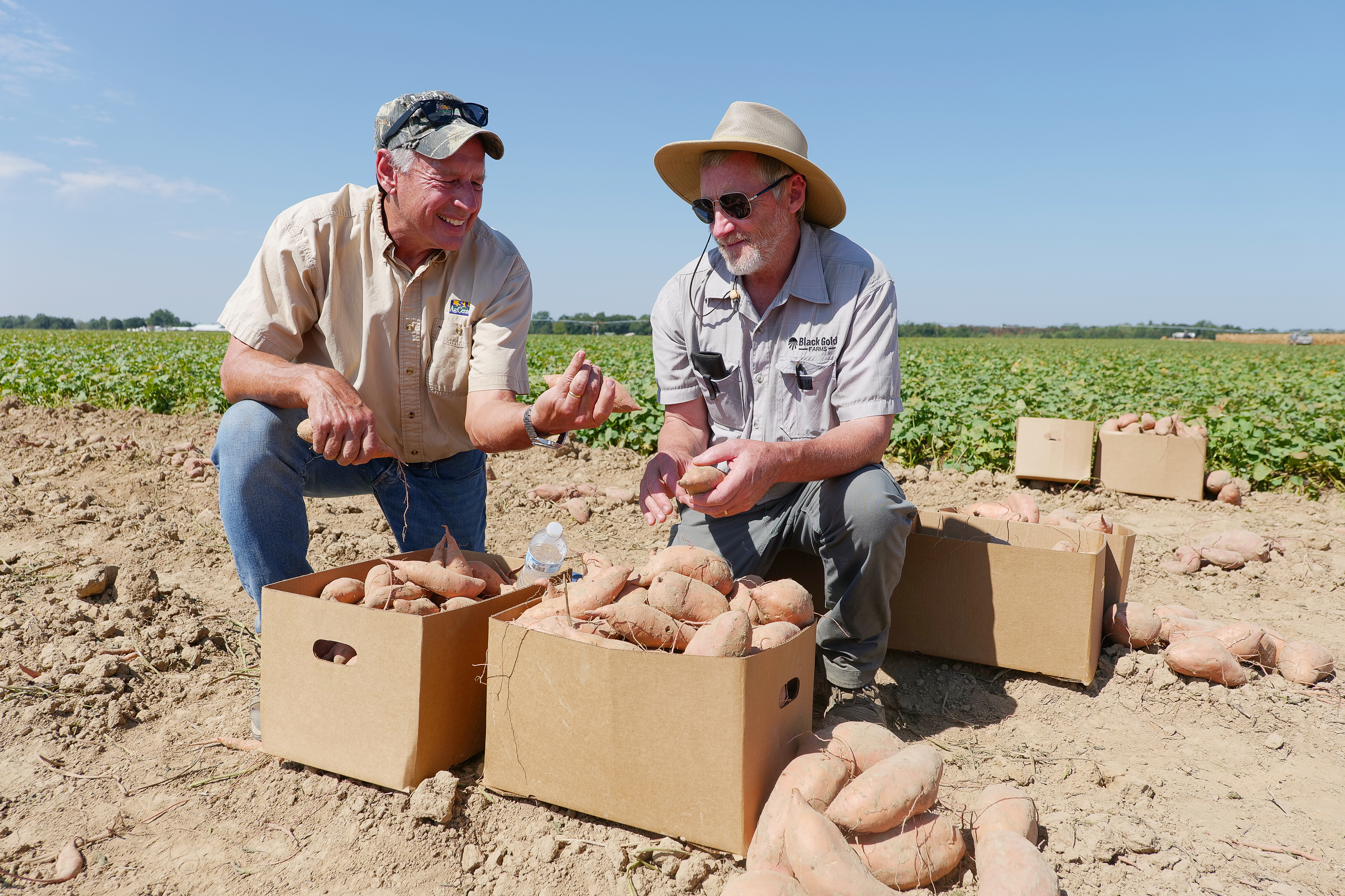 Louisiana sweet potato crop faring well despite heat, drought