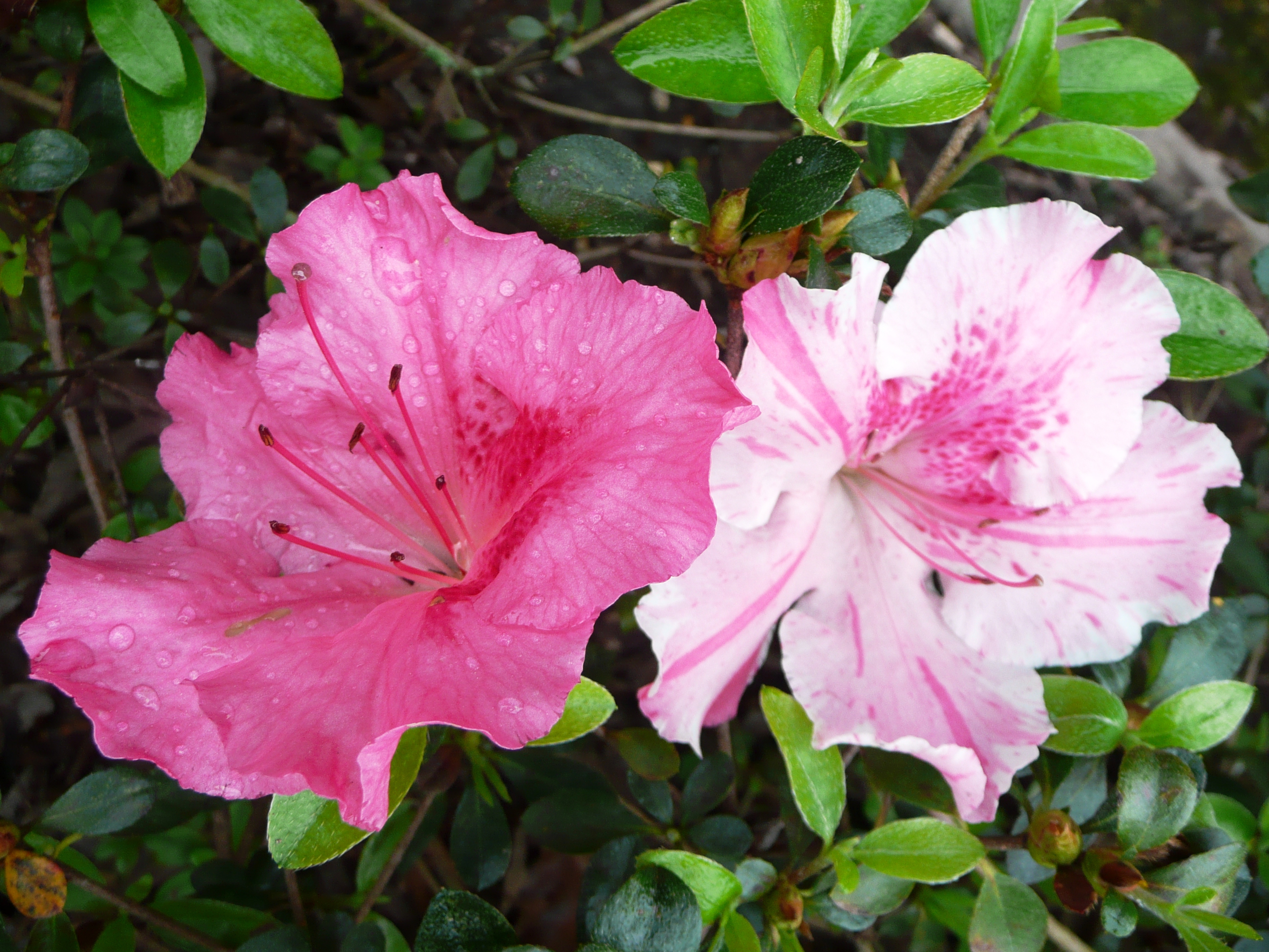 Robin Hill azaleas include new Louisiana Super Plant
