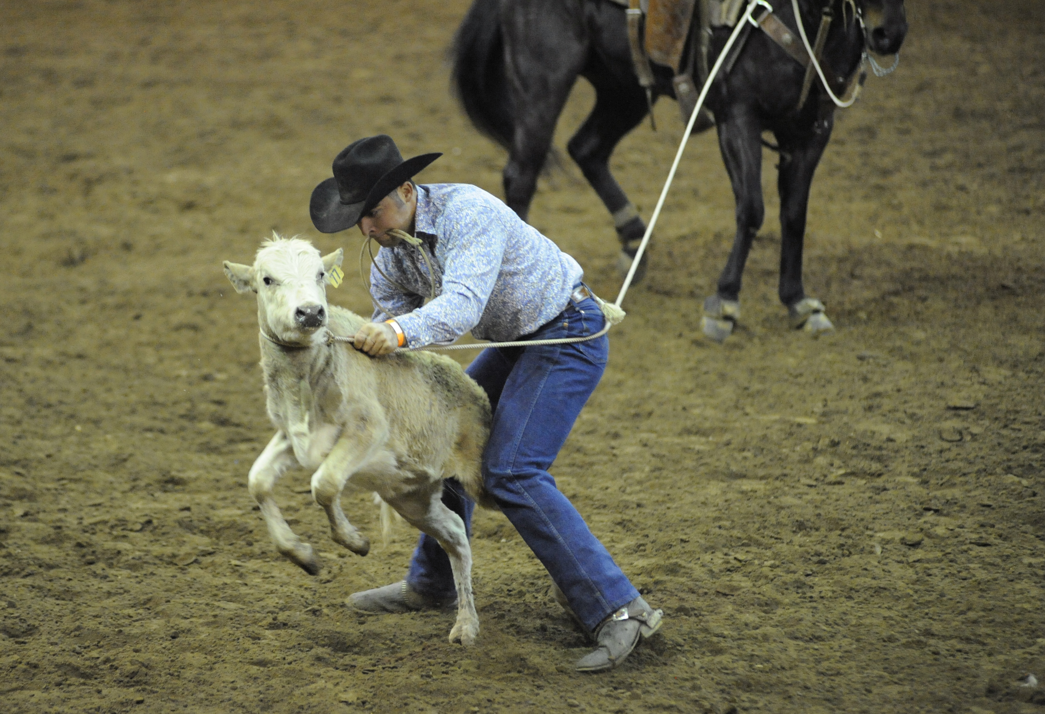 catching calf