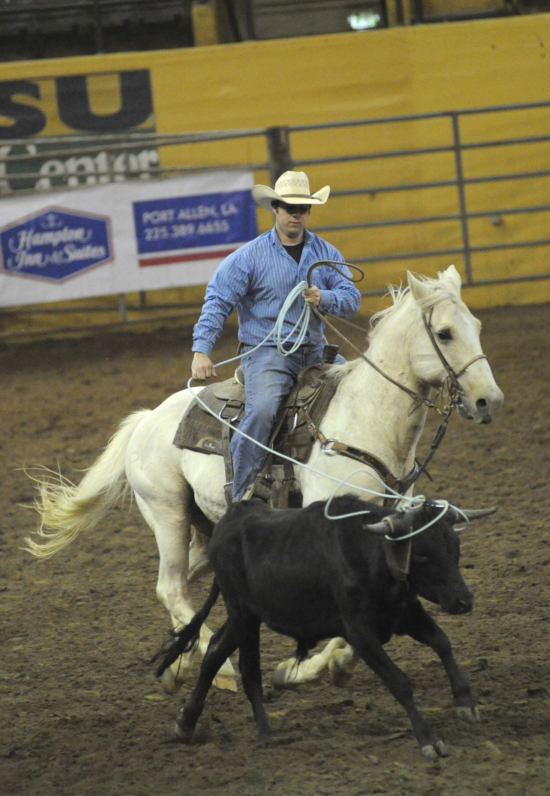 roping calf