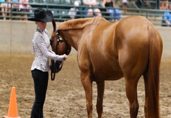Louisiana state horse show features competitive classes
