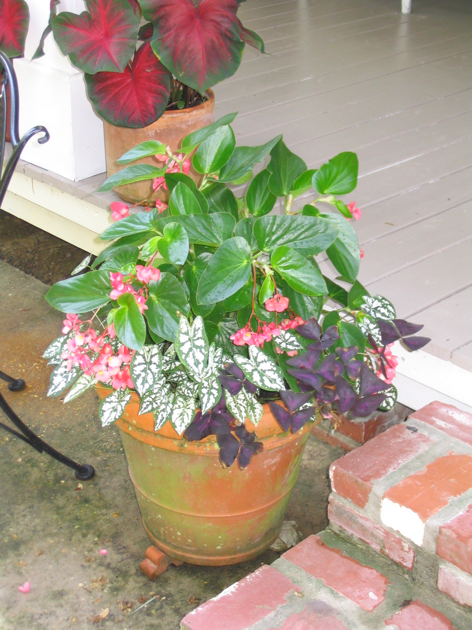 Container plants enhance outdoor landscapes